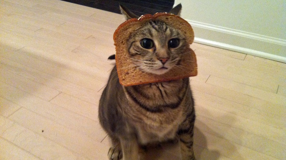 breadcat.jpg