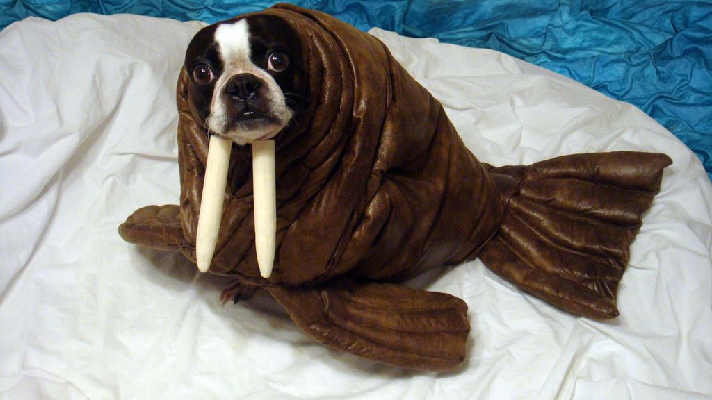 Walrus-Pet-Halloween-Costume.jpg