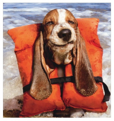 CD11371-basset-hound-in-life-jacket-birthday-card.jpg