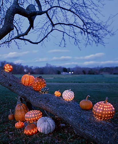 sonoma pumpkins.jpg