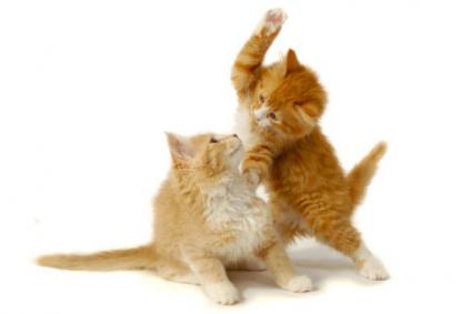 189337-425x283-Kittens-Fighting.jpg