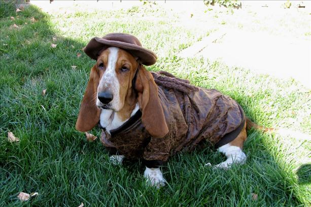 basset.jpg