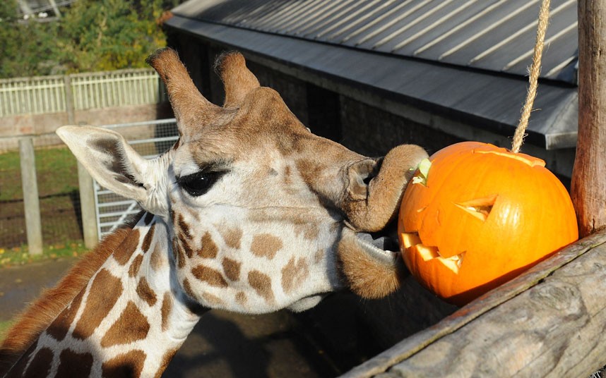 giraffe-pumpkin-at-london-zoo-by-ony-kariacou.jpg