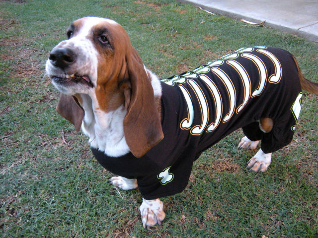 basset-hound-halloween.jpg