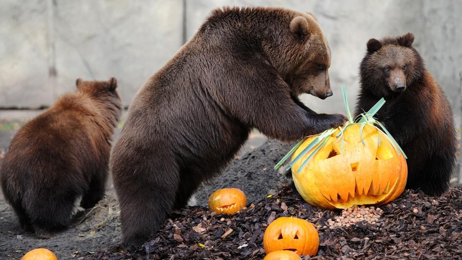 ww-pumpkins-brown-bears.jpg.adapt.945.1.jpg