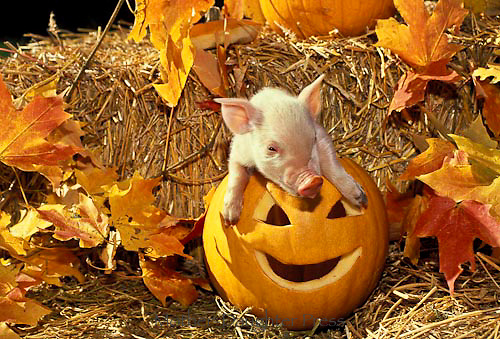 A2664b-Piglet-in-a-pumpkin.jpg