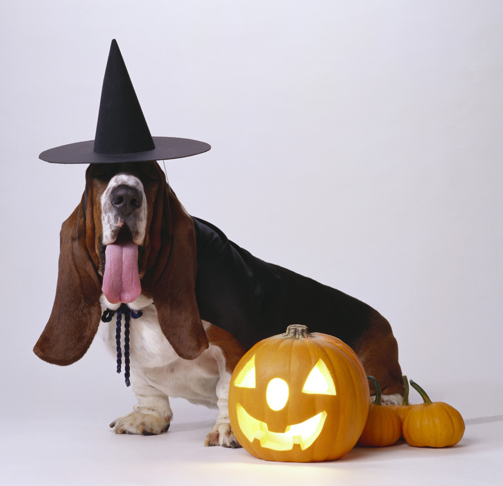 basset.jpg