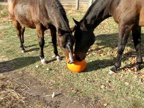 TackNTails - Can Horse eat Pumpkin - Playing Eating a Pumpkin.jpg