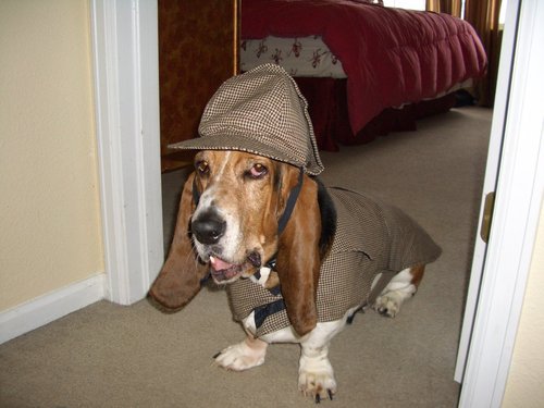 the-world_s-top-10-funniest-basset-hounds-8.jpg