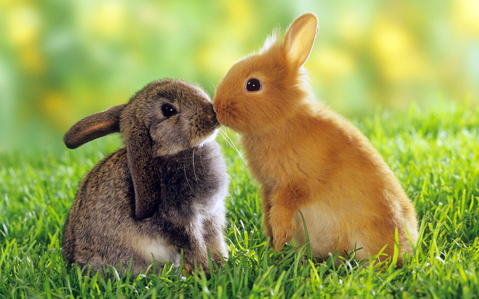 HD-Cute-Animals-rabbits-kissing.jpg