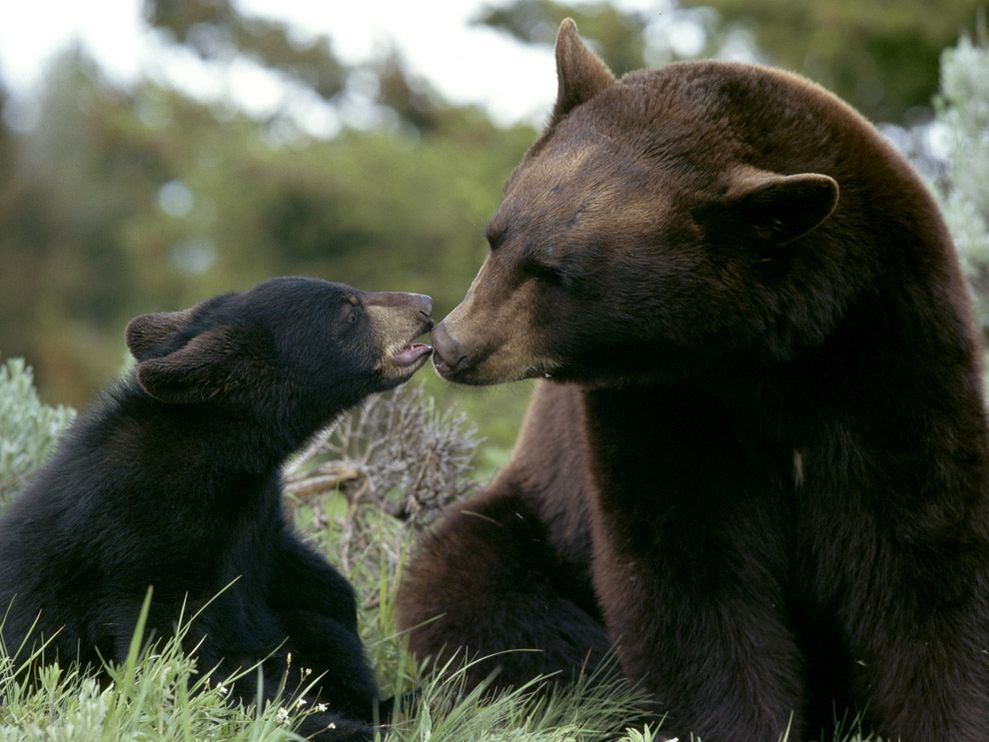 black-bear-cubs-wallpaper-2.jpg