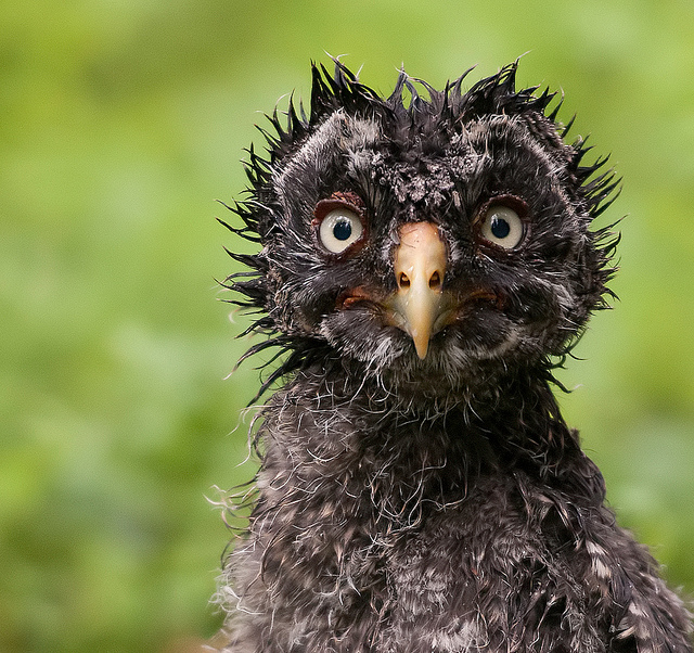 frazzled owl.jpg