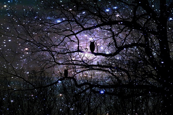 owls & stars.jpg