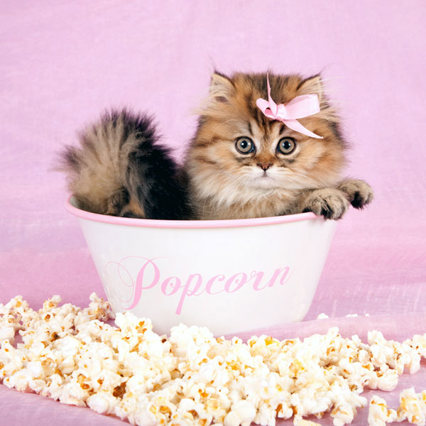 can-cats-eat-popcorn-06.jpg