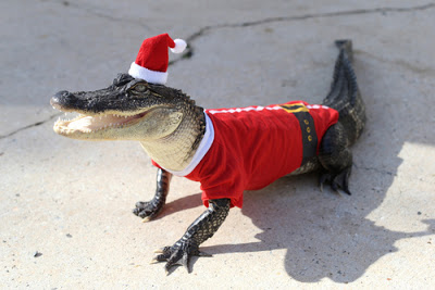 merry_christmas_from_florida07.jpg