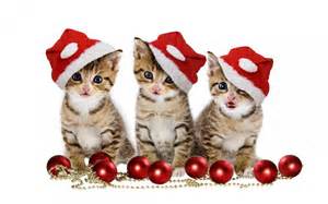 christmas kittys.jpg