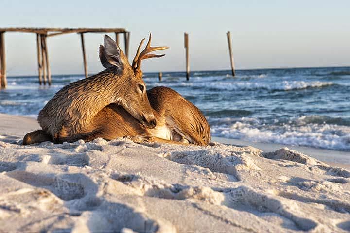 Deer_on_the_Beach.jpg