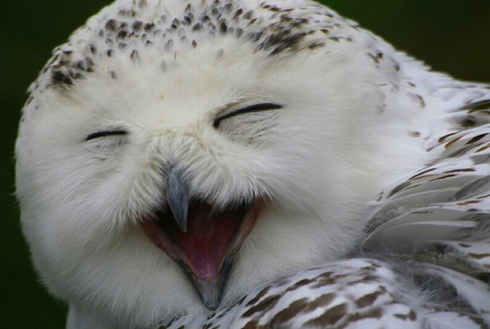 smiling owl 2.jpg