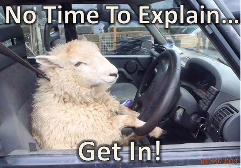 sheep in car.jpg