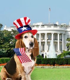 basset -flag-white house X.jpg