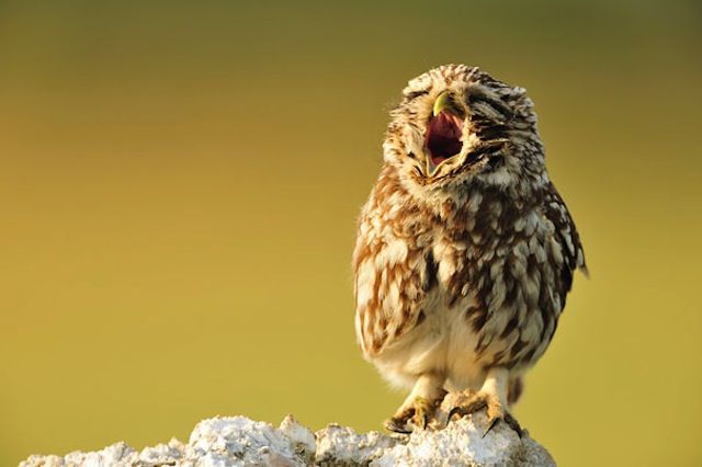 singing owl.jpg