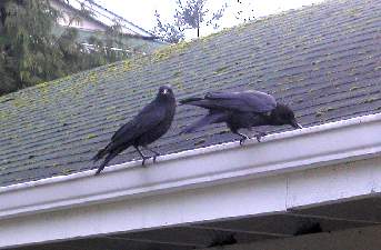 crows on gutter X.jpg