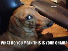 doxie wants chair X.jpg