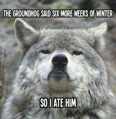 wolf eats groundhog because of winter.PNG