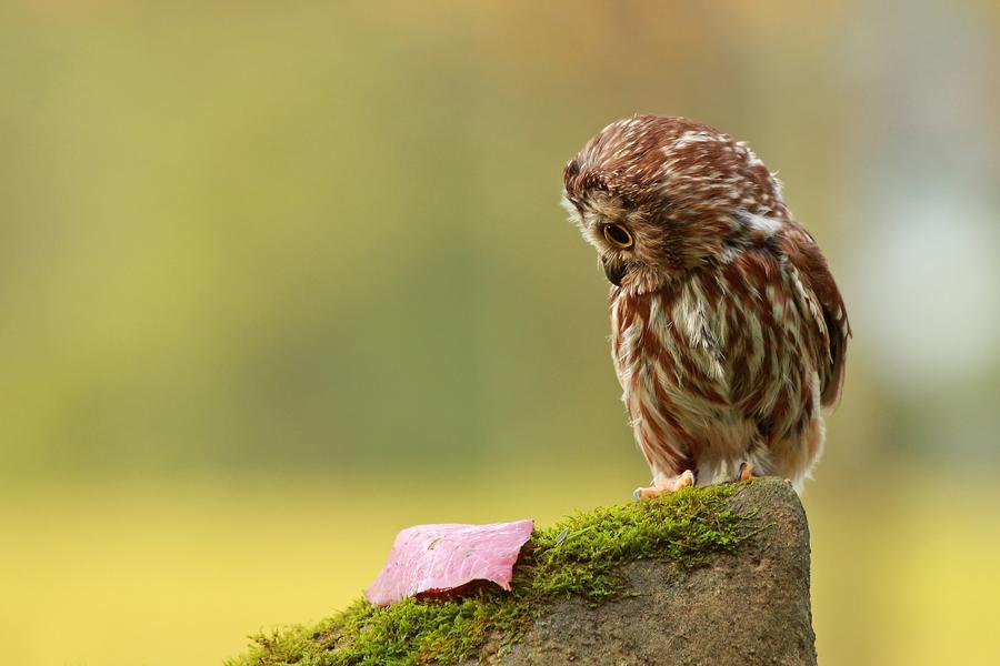 cute owl with leaf.jpg