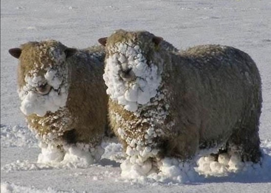 Fun-with-Ice-snow-animals-sheeps-winter-humor-blog.jpg