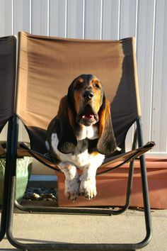 basset lounging X.jpg